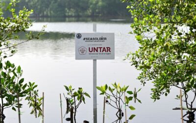 Protecting Mangroves, Protecting Our Shared Future with Untar